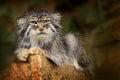 Pallas`s cat or Manul, Otocolobus manul, cute wild cat from Asia. Wildlife scene from the nature. Animal in the nature habitat. Royalty Free Stock Photo