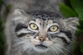 Pallas\'s cat Manul Otocolobus manul cute wild cat Royalty Free Stock Photo