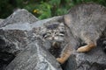 Pallas\'s cat Manul Otocolobus manul cute wild cat Royalty Free Stock Photo