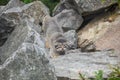 Pallas\'s cat Manul Otocolobus manul cute wild cat Royalty Free Stock Photo