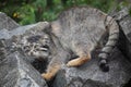 Pallas\'s cat Manul Otocolobus manul cute wild cat Royalty Free Stock Photo