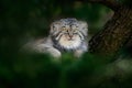 Pallas`s cat or Manul, Otocolobus manul, cute wild cat from Asia. Manul hidden in green tree leaves. Wildlife scene from the Royalty Free Stock Photo