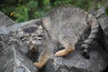 Pallas\'s cat Manul Otocolobus manul cute wild cat Royalty Free Stock Photo