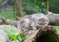 Pallas's cat Royalty Free Stock Photo