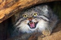 The Pallas`s cat Otocolobus manul, also called the Manul,male portait with exposed teeth Royalty Free Stock Photo