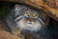 The Pallas`s cat Otocolobus manul, also called the Manul,male portait Royalty Free Stock Photo
