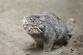 Pallas`s cat Otocolobus manul, also known as the manul Royalty Free Stock Photo