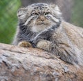 Pallas cat Otocolobus manul, also known as the manul Royalty Free Stock Photo