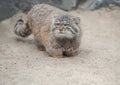 Pallas`s cat Otocolobus manul, also known the manul Royalty Free Stock Photo