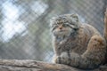 Pallas cat Otocolobus manul, also known as the manul Royalty Free Stock Photo