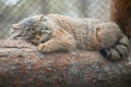 Pallas`s cat Otocolobus manul,  also known as the manul Royalty Free Stock Photo