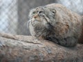 Pallas cat Otocolobus manul, also known as the manul Royalty Free Stock Photo