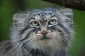 Pallas`s cat Otocolobus manul