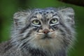 Pallas`s cat Otocolobus manul Royalty Free Stock Photo