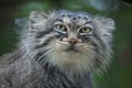 Pallas`s cat Otocolobus manul