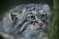 Pallas`s cat Otocolobus manul Royalty Free Stock Photo