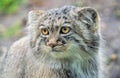 Pallas`s cat Otocolobus manul, also known as manul Royalty Free Stock Photo