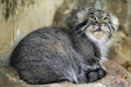 Pallas's cat (Otocolobus manul), also known as the manul. Royalty Free Stock Photo