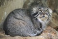 Pallas's cat (Otocolobus manul), also known as the manul. Royalty Free Stock Photo
