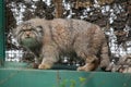 Pallas's cat (Otocolobus manul), also known as the manul. Royalty Free Stock Photo