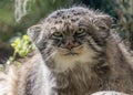 Pallas\'s cat (Otocolobus manul), also known as the manul, is a small wild cat with long and dense light grey fur Royalty Free Stock Photo