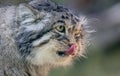 Pallas\'s cat (Otocolobus manul), also known as the manul, is a small wild cat with long and dense light grey fur Royalty Free Stock Photo