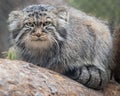 Pallas`s cat Otocolobus manul, also known n as the manul Royalty Free Stock Photo