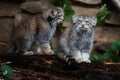 Pallas\'s cat (Otocolobus manul) Detail portrait cat Royalty Free Stock Photo