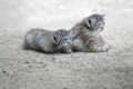 Pallas cat Otocolobus manul. Manul is living in the grasslands and montane steppes of Central Asia. Little cute baby manul. Royalty Free Stock Photo