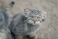 Pallas cat  Otocolobus manul. Manul is living in the grasslands and montane steppes of Central Asia. Little cute baby manul. Royalty Free Stock Photo