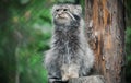 Pallas cat Otocolobus manul. Manul is living in the grasslands and montane steppes of Central Asia. Portrait of cute furry Royalty Free Stock Photo