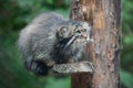 Pallas cat Otocolobus manul. Manul is living in the grasslands and montane steppes of Central Asia. Portrait of cute furry Royalty Free Stock Photo