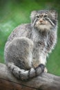 Pallas cat Otocolobus manul. Manul is living in the grasslands and montane steppes of Central Asia. Portrait of cute furry Royalty Free Stock Photo