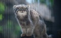 Pallas cat Otocolobus manul. Manul is living in the grasslands and montane steppes of Central Asia. Portrait of cute furry Royalty Free Stock Photo