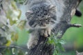 Pallas cat Otocolobus manul. Manul is living in the grasslands and montane steppes of Central Asia. Portrait of cute furry Royalty Free Stock Photo