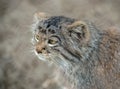 Pallas`s cat Otocolobus manul living in the grasslands and montane steppes of Central Asia. Portrait of a cute furry wild kitten Royalty Free Stock Photo