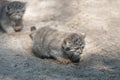 Pallas cat Otocolobus manul. Manul is living in the grasslands and montane steppes of Central Asia. Two little cute baby manu Royalty Free Stock Photo
