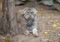 Pallas cat Otocolobus manul. Manul is living in the grasslands and montane steppes of Central Asia.  Portrait of cute furry Royalty Free Stock Photo