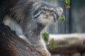 Pallas cat Otocolobus manul. Manul is living in the grasslands and montane steppes of Central Asia. Portrait of cute furry Royalty Free Stock Photo