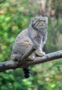 Pallas cat Otocolobus manul. Manul is living in the grasslands and montane steppes of Central Asia. Portrait of cute furry Royalty Free Stock Photo