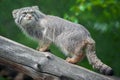 Pallas cat Otocolobus manul. Manul is living in the grasslands and montane steppes of Central Asia. Portrait of cute furry Royalty Free Stock Photo