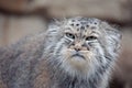 Pallas`s cat, Otocolobus manul