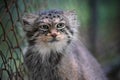 Pallas's cat - Otocolobus manul - resting near wired fence in zoo, closeup detail to head Royalty Free Stock Photo