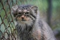 Pallas's cat - Otocolobus manul - resting near wired fence in zoo, closeup detail to head Royalty Free Stock Photo