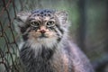 Pallas's cat - Otocolobus manul - resting near wired fence in zoo, closeup detail to head Royalty Free Stock Photo