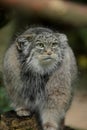 Pallas's cat (Otocolobus manul) Royalty Free Stock Photo