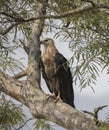 Pallas`s Fish Eagle Haliaeetus leucoryphus perching on a tree bark looking for prey. Serpent eagle shot in Jim Corbett national Royalty Free Stock Photo