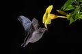 Pallas`s Long-tongued Bat - Glossophaga soricina