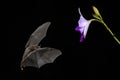Pallas`s Long-tongued Bat - Glossophaga soricina