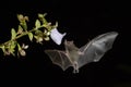 Pallas`s Long-tongued Bat - Glossophaga soricina